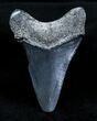 Inch Bone Valley Megalodon Tooth #1353-1